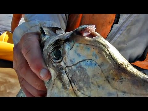 PESCA DE EXTRAÑO ANIMAL QUE POSEE UNA BOCA CON DIENTES SOBRE SU CABEZA