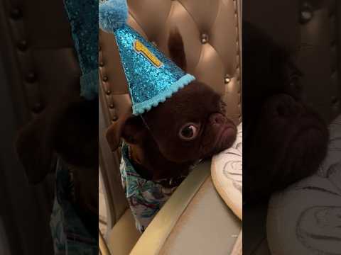 Nobody came to my puppyโs birthday so I did THIS.. ๐ญ #birthday #puppy #cute #shorts