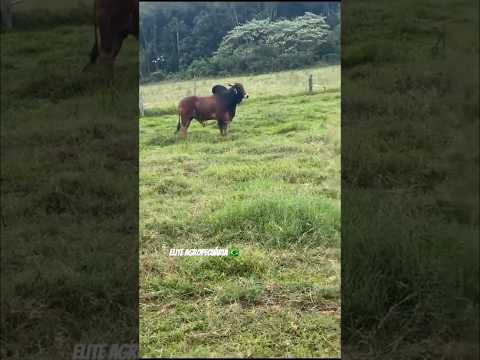 Aqui tem coragem 🤣🔝💯🐂 #eliteagropecuaria #automobile #agro #pecuarista