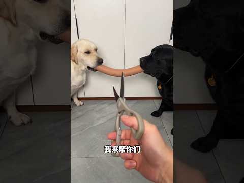 मेरे साथ गद्दारी 😂😇🐕#labrador #shorts #dogbreed #short#dog