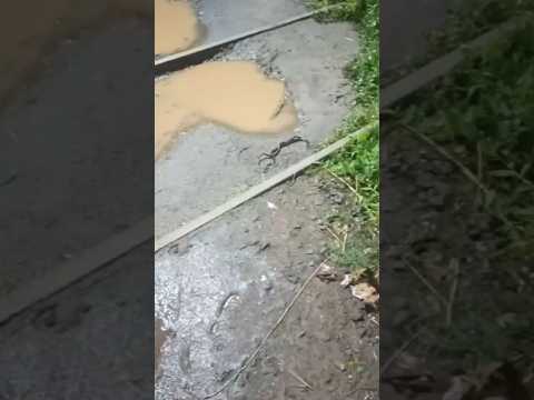 साँप के ऊपर चढ़ने से बच गया || ट्रेन के ट्रैक के बीच आया साँप #snakebite