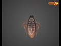 Respiratory Systems in Invertebrates