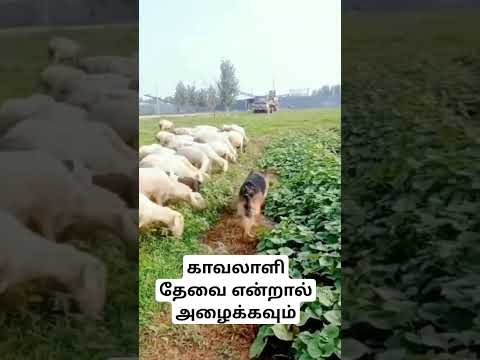 ஒரு சிறந்த காவலாளி