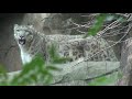 Classification and Relationships in Carnivora