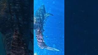 Swimming with whale sharks 😍￼ #oman #migration #ocean #whaleshark #whale #sharks #sea #adventure