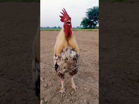 ayam berkokok #chicken #suara #rooster