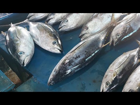 Live broadcast! Yellowfin tuna cutting with Uncle Yakop and friends at Sorong Fish Market,