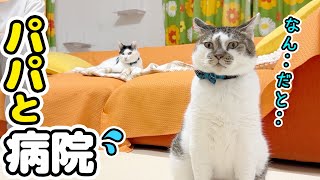 ママ不在！不器用パパが愛猫を一人で病院に連れて行った結果‥！？
