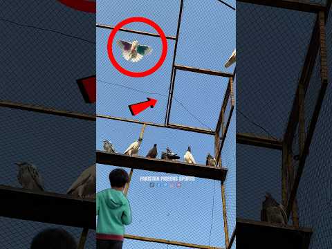 #Remote Control Say Kabooter Pakernay Ka Asaan Tarika | #kabootar #bird #Pigeonstrap #kabutar