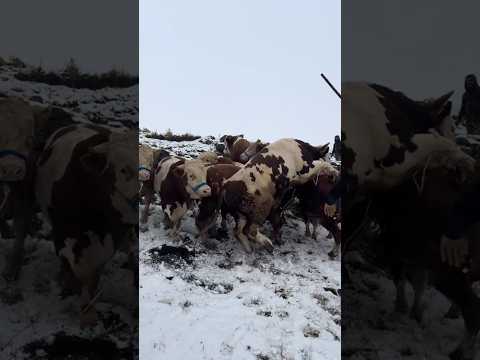 SİMENTAL TOSUNLAR BİRBİRLERİNE ATLAYIP KESİME GÖNDERİLİYOR