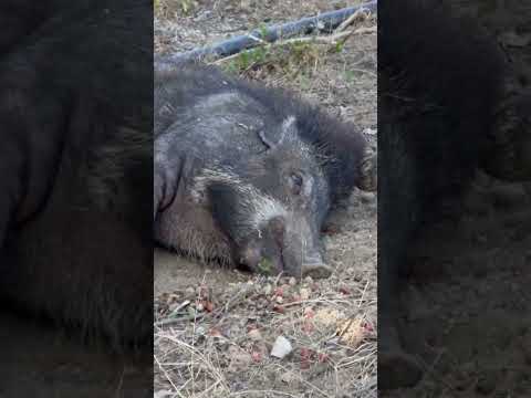 😱the anger of the wild boar due to being disturbed by the Komodo
