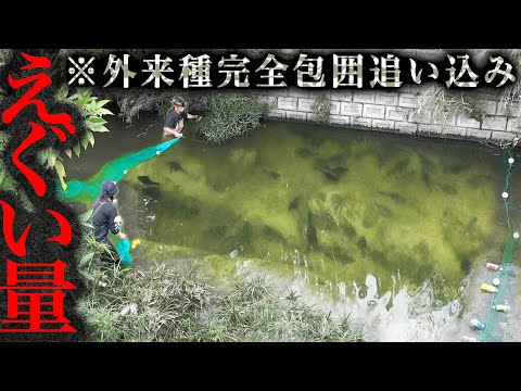 沖縄で異常繁殖した外来種を『巨大な網』で追い込んで捕獲せよ！