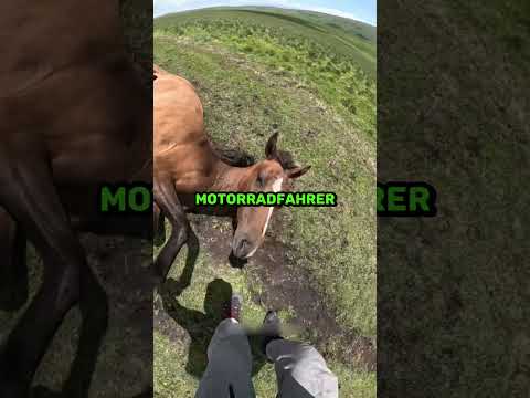 Biker detiene su viaje para salvar a un caballo 🐎❤️ VideoCredits: iles_hasanov