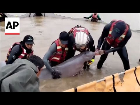YouTube video thumbnail: Rescuers Save 27 Stranded Pink River Dolphins in Bolivia's Santa Cruz Region
