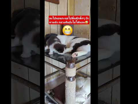 ป้ะคานจัง #ทาสแมว #มันนี่แมวป่วนเมือง มั #funny #cute #animals #pets #cutecat #pet #pets #petlover