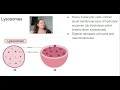 Cell Organelles and Their Functions