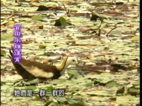 菱角鳥的家—官田水雉復育 