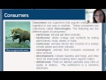 Ecosystem Interactions and Energy Flow