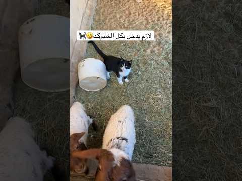 يبي يصيد طليان كبر عن الفيران🤣🤣👋🐈‍⬛ #animal #chicken #babyanimals #rabbit