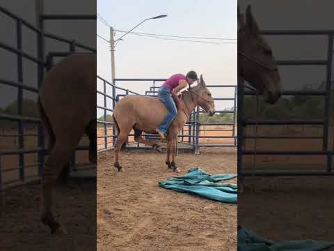 #cavalos #cavalo #pecuarista #playvaquejada #horse #marchadores #vaquejada #fazenda #vaqueiro
