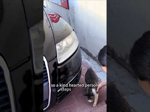 A kind-hearted person helped a mother cat give birth. #flp #animals #truestory