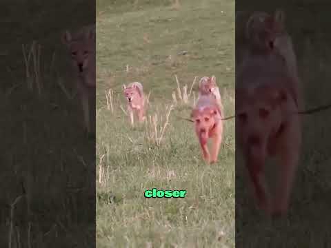 Two coyotes rounds but were killed instead#animals #wildlife #wolf #dog #foryou