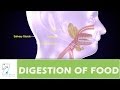 Digestive System Functions and Enzymes