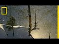 Yellowstone Winter Ecosystem Insights