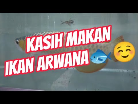 beri makan ikan arwana🐟☺️