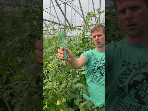 Приспускаю растения третий раз #марьянская #теплица #огород #помидоры #краснодар