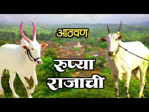 रुप्या आणि राजा बैलाची आठवण | Memories of Rupya and Raja #cowvideos  #khilar #bollywood