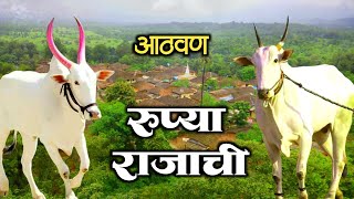 रुप्या आणि राजा बैलाची आठवण | Memories of Rupya and Raja #cowvideos  #khilar #bollywood
