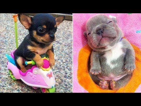 Ultimate Dog Videos! | Funniest Dog Videos 2024 😝🐶