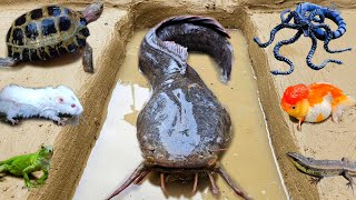 Menangkap ikan lele jumbo dalam lubang ada ikan hias, ikan gabus, belut, kura kura, katak
