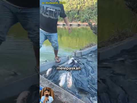 sayang banget malah dilepas #shortvideo