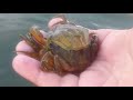 Crab Shedding and Behavior