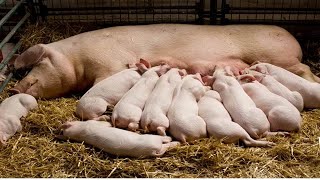 O Porco Que Mudou a Fazenda Para Sempre ! SUINOCULTURA porcos