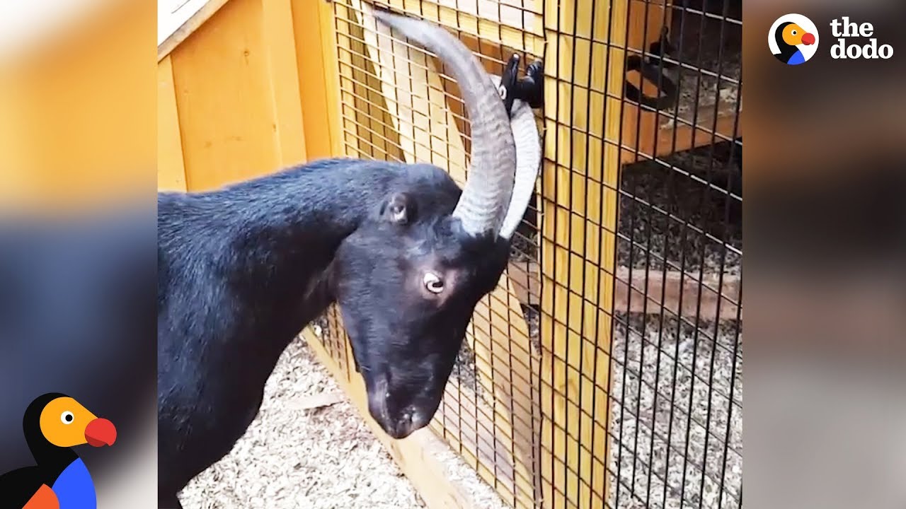 Rescue Goat Lives To Create Drama - ANSEL THE DESTROYER