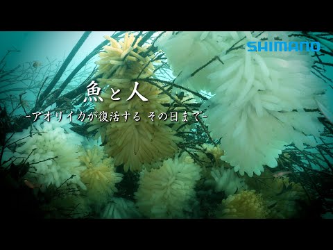 魚と人 -アオリイカが復活するその日まで- 「アオリイカ産卵床設置プロジェクト2025 in紀伊大島」