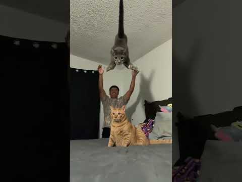 โจlaunch sequence initiatedโจ #gatos #catsoftiktok #catlover #fyp #cats