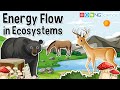 Ecosystem Roles and Energy Flow