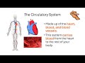 Exploring Respiratory and Circulatory Systems