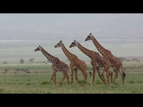 Best African Safaris