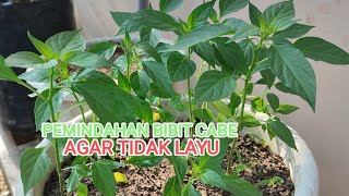 Cara mengganti media tanam cabe agar tidak layu!