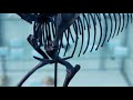 Comparing Horse Limb Anatomy