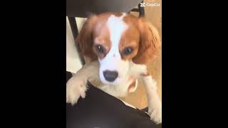 What breed is your dog??🐶 #dog#capcut