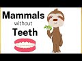 Sloth, Pangolin, and Anteater Facts