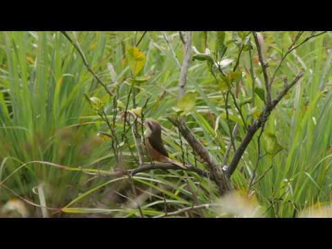 紅尾伯勞獵食蜥蜴（壁虎）儲食  P2200274 - YouTube(45秒)