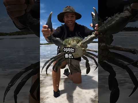 꽃게중 가장큰 자이언트            머드크랩