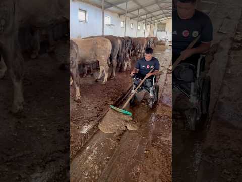 İNEKLERİN ALTINI TEMİZLEYEN CESUR VE ÇALIŞKAN ADAM